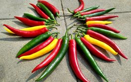 XL Chili Cayenne GIRLANDE TRICOLOR  🌶 XL Guirlande de pimen